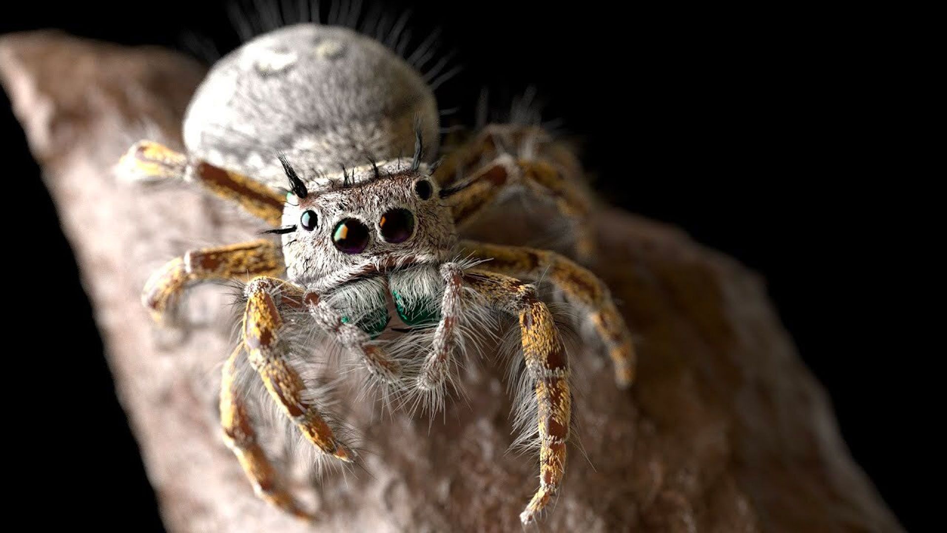 Modeling and Rendering a Realistic Jumping Spider with Eric Keller